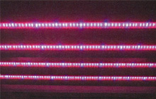 赤色波長ベースの光源写真